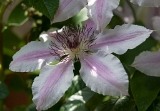 Clematis 'Nelly Moser' 2015 - 01